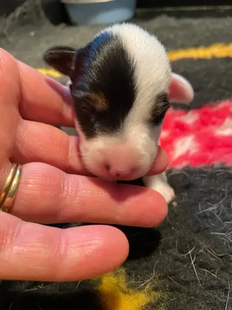 Fox Terrier Poil Lisse  Chiot 1 De La Metevinière photo 3