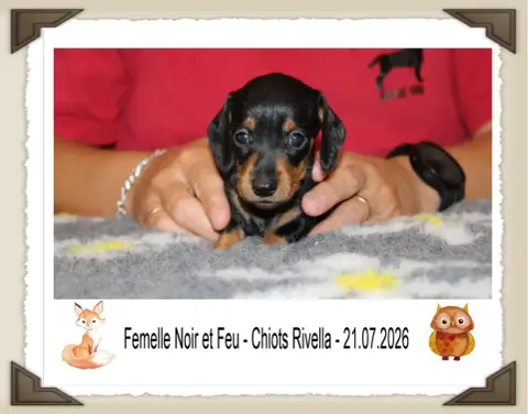 Teckel Poil Ras 
                        Chiot N°7 De ac2b8