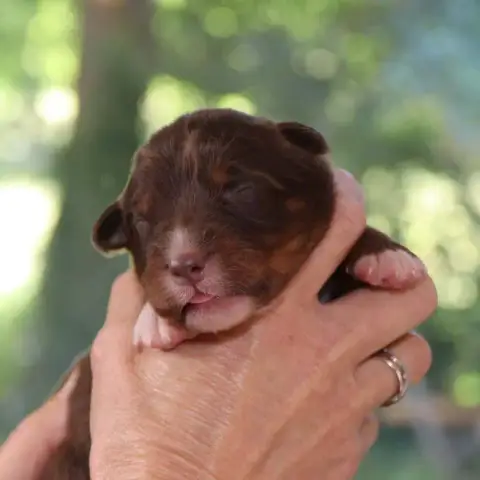 Berger Australien  Chiot 3 Des Bergers De La Tribu De d4f42