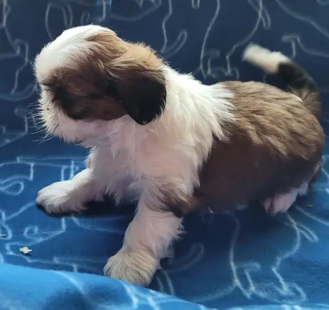 Shih Tzu  Chiot N°1 Des Marais De Courmont photo 3