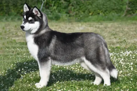 Siberian Husky  Authentic Spirit De La Source Du Mont 4b9f2 photo 2