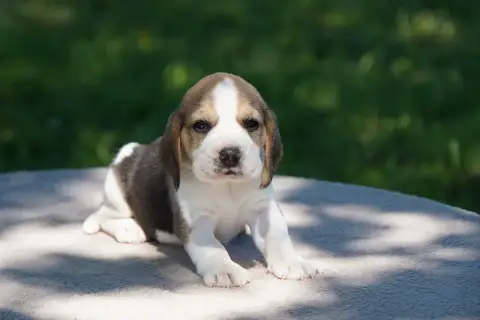 Beagle  Chiot N°5 Forgiveness American Dog