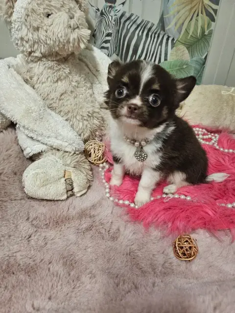 Chihuahua  Bijoux Du Hameau De Selcra photo 2