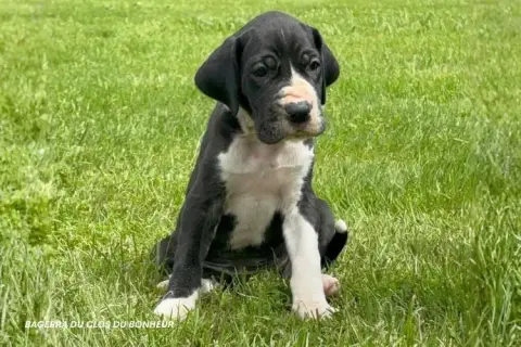Dogue Allemand  Baghera Du Clos Du Bonheur