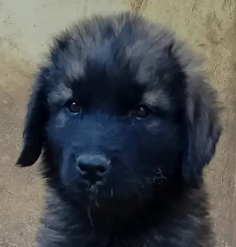 Leonberger  Chiot 6 De L'Arche De Caux