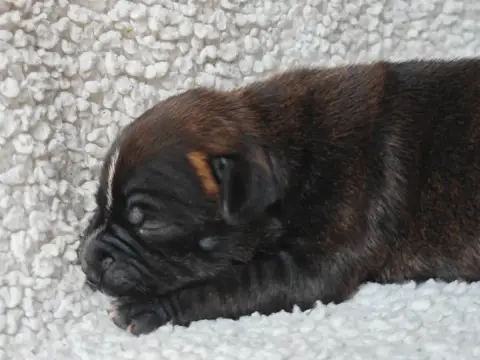 Staffordshire Bull Terrier  Chiot N°2 Des Ecrins Du G e21c2 photo 2