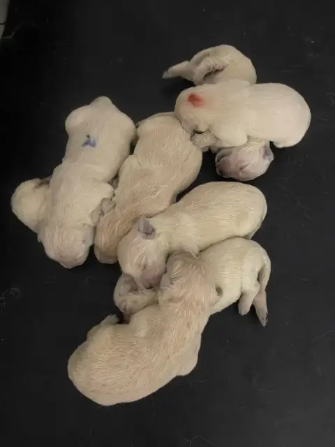 Golden Retriever  Chiot N°7 De La Douce Source