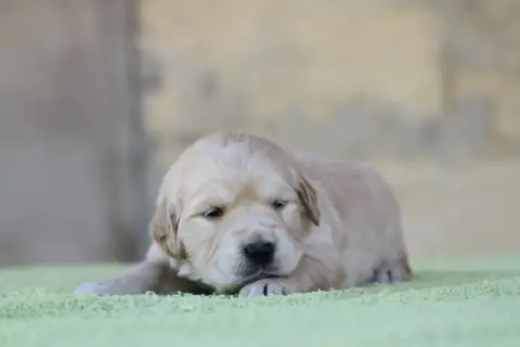 Golden Retriever photo 2
