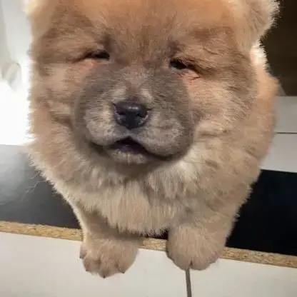 Chiots Chow-Chow