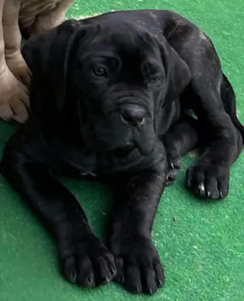 Cane Corso  Chiot 2 Des Sentinelles De Reveden
