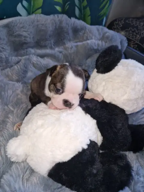 Boston Terrier  Boudechou La Patouille Des Forges photo 3