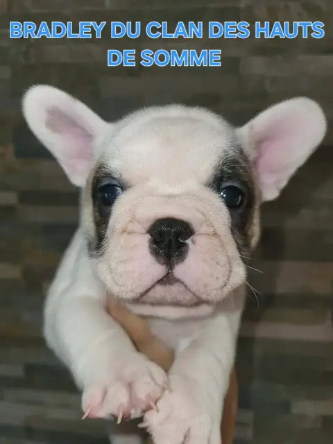 Bouledogue Français  Bradley Du Clan Des Hauts De Som 36579