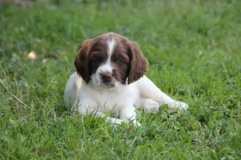 English Springer Spaniel  B Brush Master