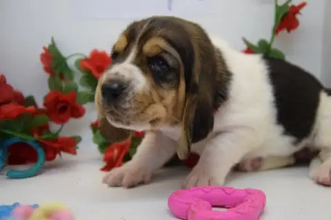 Adopter Basset Hound  Bonnie Des Contrées Alpines