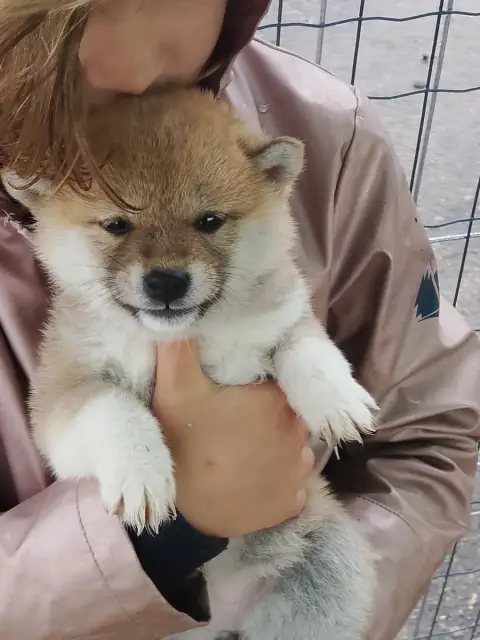 Shiba  Chiot N°2 Des Fringants Complices photo 2