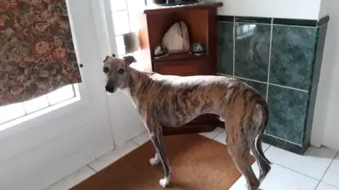 Whippet  Chiot 1 photo 3