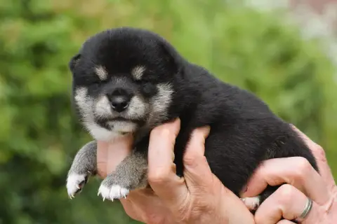 Shiba photo 3
