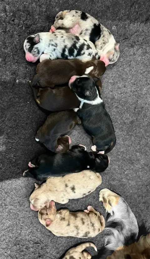 Berger Américain Miniature  Chiot 11 Des Prairies D’I 8d8be