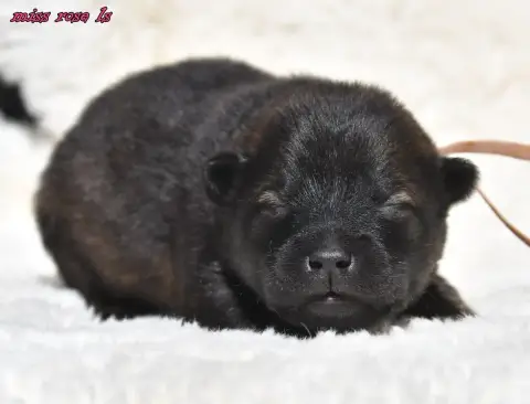 Eurasier  Chiot 2 Des Legendes De Retz photo 2