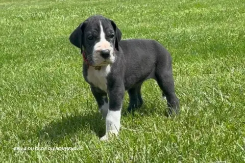 Dogue Allemand  Bella Du Clos Du Bonheur