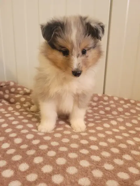 Shetland Sheepdog  Chiot N°1 Des Terres De Bourguenai e4989