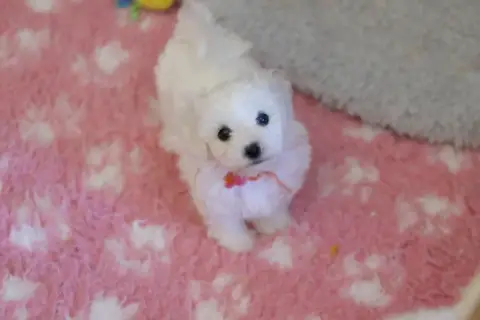 Bichon Frise  Bergamotte De La Felhotte