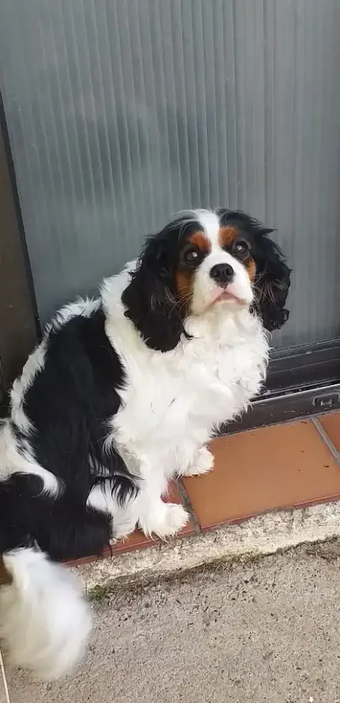 Cavalier King Charles Spaniel  Chiot 2 Du Val De Cour 367df photo 3