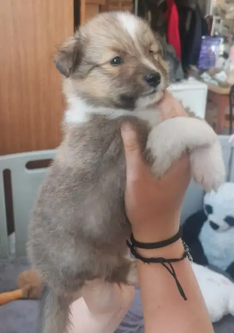 Shetland Sheepdog  Chiot N°1 Des Sources De L'Eaulne 0099b