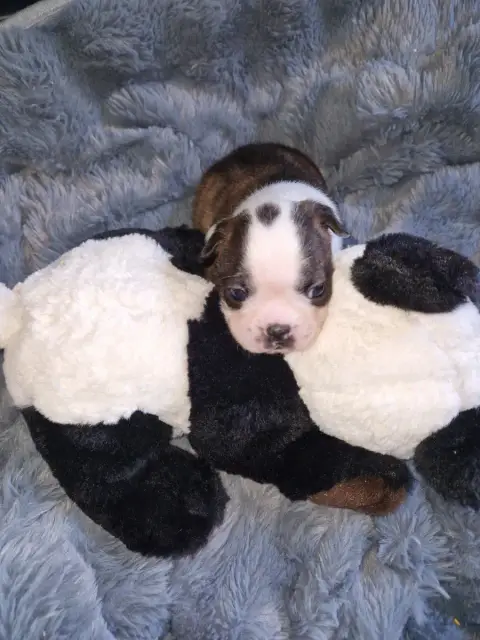 Boston Terrier  Baloo La Patouille Des Forges