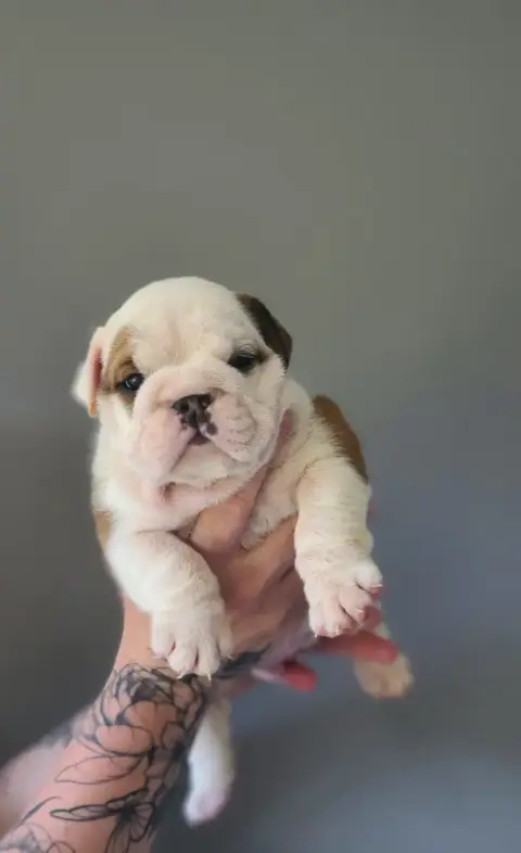 Bulldog Anglais  Brandon My Candy Love Bulldog