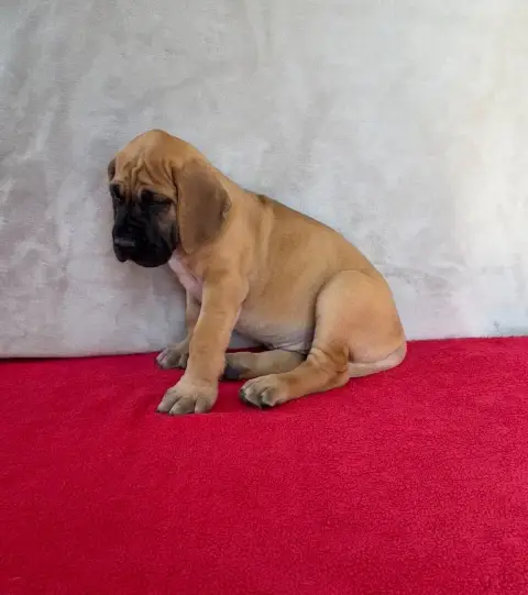 Dogue Allemand  Belladonna Du Torrent Royal photo 2