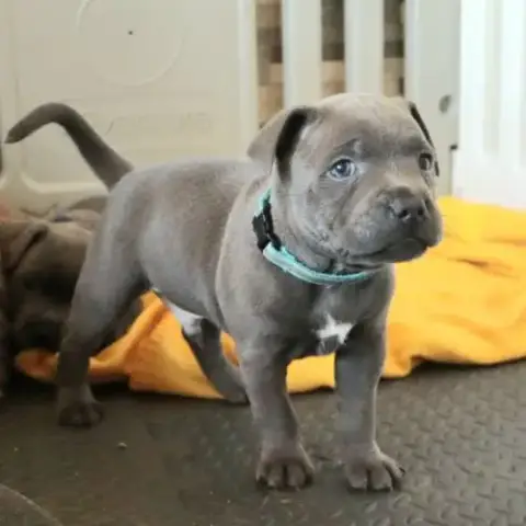 Staffie Bleus Lof 3 Mâles À Réserver