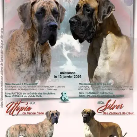 Adopter Bébés Dogue Allemand Bringés