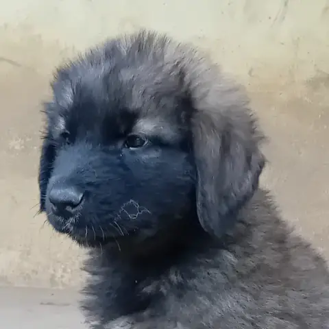 Leonberger  Chiot 6 De L'Arche De Caux photo 3