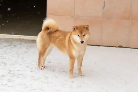 Shiba  Baiko De Trotapel photo 3