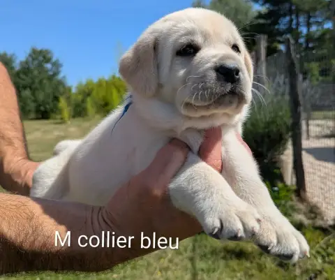 Labrador Retriever  Mâle Collier Bleu Du Domaine Char a04b0