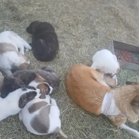 Chiot À Adopter