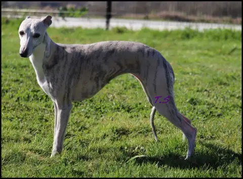 Whippet  Buzz Saint Jean Des Trois Vallees photo 3