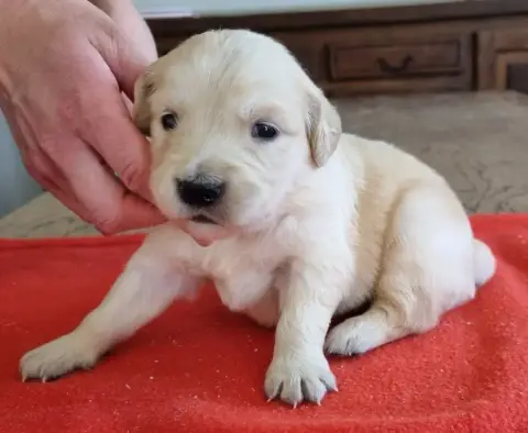 Golden Retriever  Chiot N°9 Des Hirondelles Du Voyage 4b125