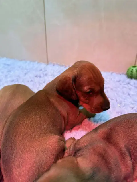 Teckel Poil Ras  Chiot N°4 Du Duncallipsy