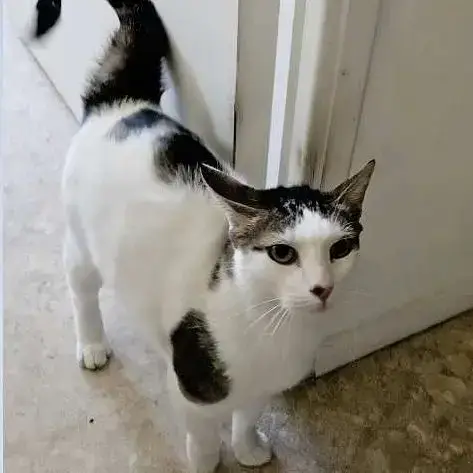 Chat Pompon À L Adoption