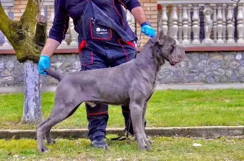 Cane Corso  Bug De La Tour Du Mont D'Or photo 3