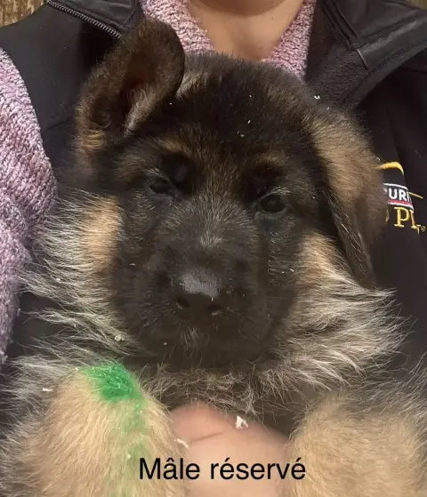Berger Allemand  Bernie Des Légendes Du Castel