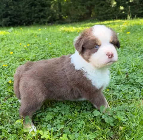 Berger Américain Miniature  Chiot N°1