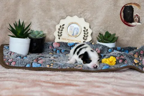 Biewer Terrier  Jaune Black Of Angels Life photo 2
