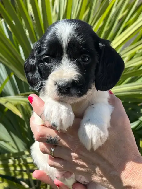 English Springer Spaniel  Chiot N°2 De Torlhak