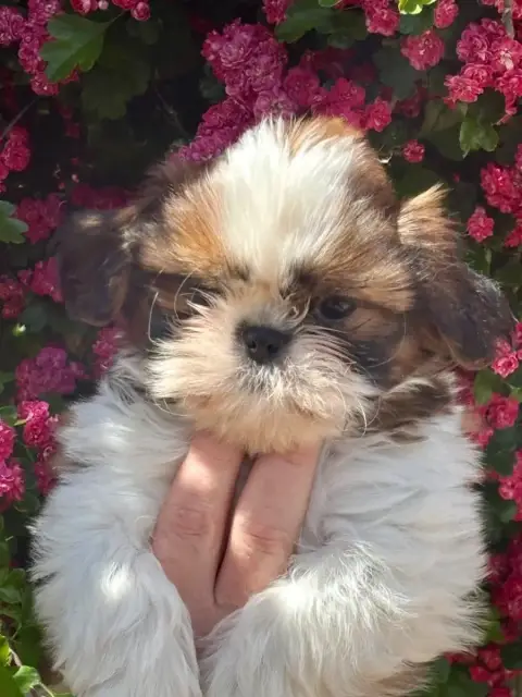 Shih Tzu  Barbanelle De La Baronnerie Des Cuillerdier 5347c photo 2