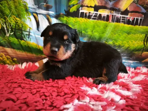 Rottweiler photo 2