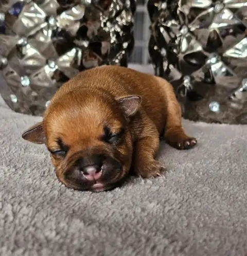 Staffordshire Bull Terrier  Chiot 1 De La Furia Roja f57df photo 2