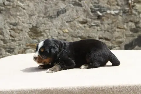 Bouvier Bernois  Chiot 7 De La Vallée De L'Hyrome photo 3